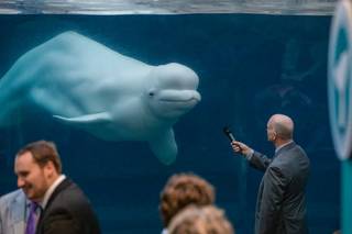 Mystic Aquarium - 7