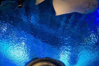 Newport Aquarium - 20