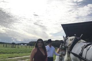 Sweet Southern Horse & Carriage - 6