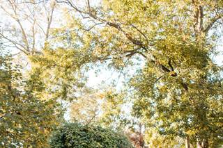 Riverwood Mansion - 8