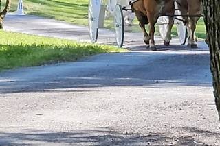 The Shenandoah Carriage Company, LLC - 13