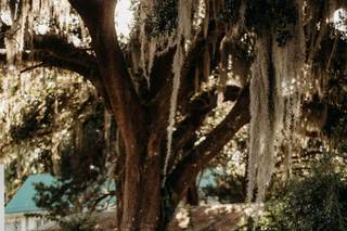 Ever After Farms Vineyard - 36