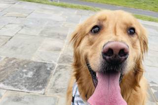 Happy Bark & Tails - 42