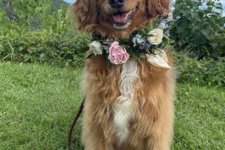 Harriet’s Hounds: Dog Walking & Pet Sitting - 8