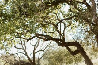 Victoria Gold Photography - 7