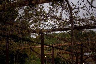 White Pine Grove - 19