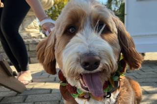 Wedding Puptials - 5