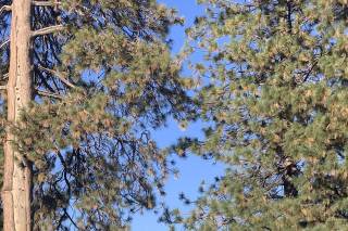 Lake Arrowhead Resort and Spa - 23