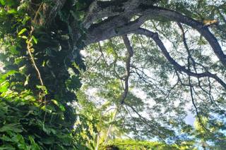 Kualoa Ranch - 26