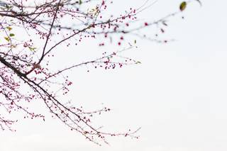 Joshua Harrison Photography - 8