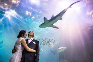 Adventure Aquarium - 62