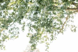 Summerfield Farms - 47