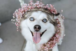 Beautiful Savage Flowers - 22