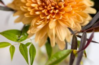 Jeannine Marie Photography - 8