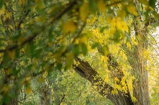 Rist Canyon Inn - 11