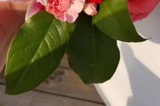 Sun Flowers Florist Hatteras - 10