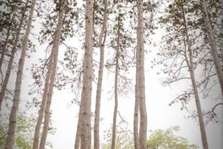Melissa Koren Photography - 12