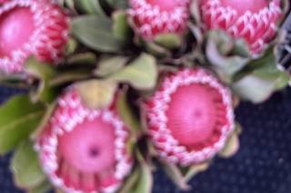 800ROSEBIG Wholesale Wedding Florist - 35