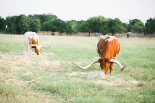Gruene Estate - 45
