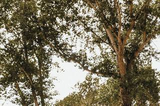 Springville Ranch - 36
