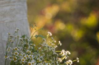 Sheryl Bale Photography - 33