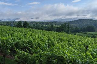 Kaya Vineyard & Winery - 44