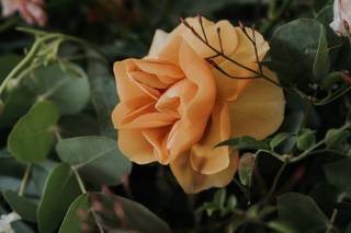 Eve Floral Co. - 69