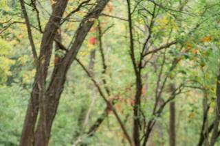 Monica Brown Photography - 9
