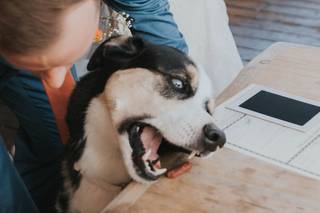 I Chews You Pet Attendant - 7