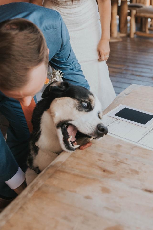 I Chews You Pet Attendant - 3