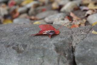 Autumn Olive Photography - 20