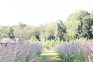Orchard View Lavender Farm - 5