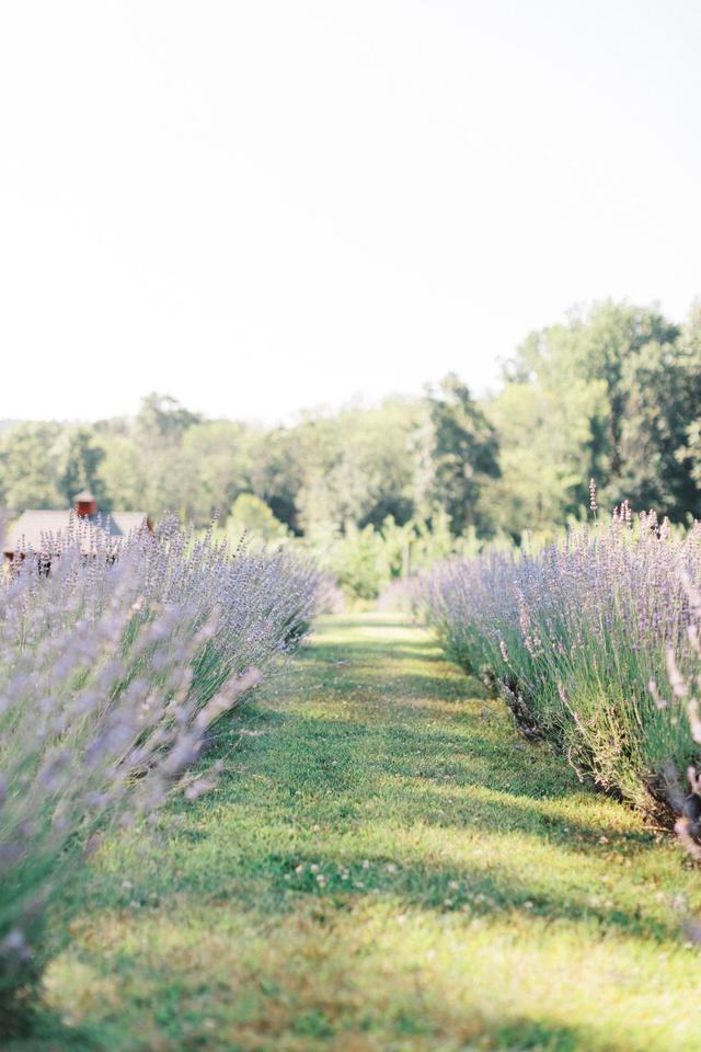 Orchard View Lavender Farm - 2