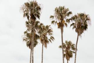 San Diego Premier Party Rentals - 1