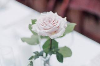 Aurelia Flora - 43