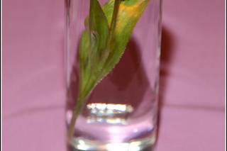 Affections Floral Design & Event Planning - 65