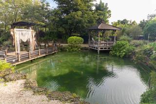 Redland Koi Gardens - 5