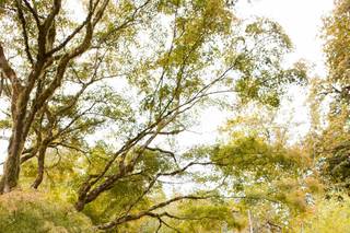 Photography by Cambrae - 44