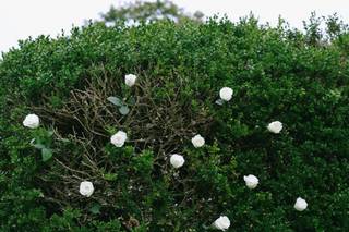 The Flower Pot - 29