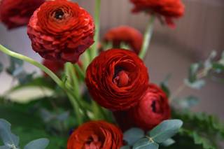 FLORA - 9
