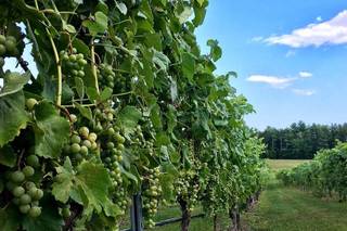 Flag Hill Distillery & Winery - 107