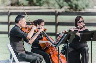 Beautiful Music & Paint It Black Quartet (Est. 1985) - 6