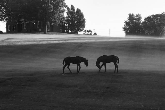 Mildale Farm 5