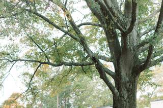 Candace Photography - 16