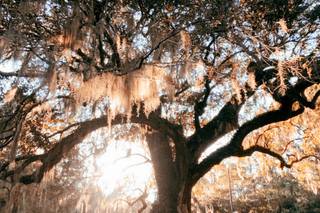 Charleston Wedding Planner - 34