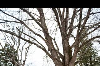Lesnick Photo - 9
