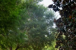 The Springs in Lake Conroe - 59