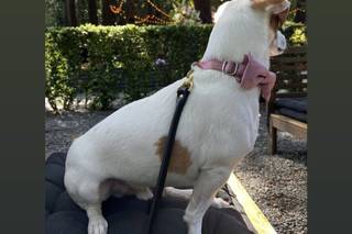Wedding Tails- PET HANDLER - 15