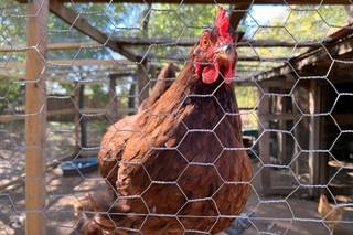Blose Barn & Garden - 23