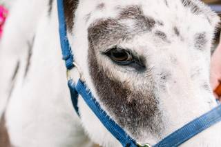 Ryan Nicole Photography - 15